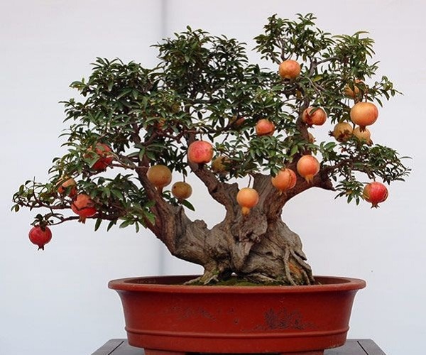 Cây Lựu bonsai