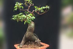 3 cách trồng bonsai cây ăn quả phổ biến, cho cây phát triển nhanh và đẹp
