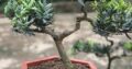 Cây Tùng la hán bonsai mini phong thủy, nghệ thuật – mã BS11