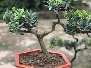 Cây Tùng la hán bonsai mini phong thủy, nghệ thuật – mã BS11