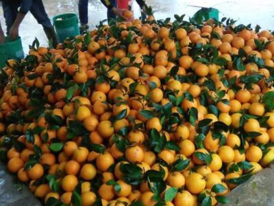 Chăm sóc cây cam từ lúc nuôi quả đến kỳ thu hoạch