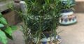 Cây Tùng La Hán giống cao 30cm – 40cm, đã ươm hơn 2 năm, cây to và cực khỏe – mã TG01
