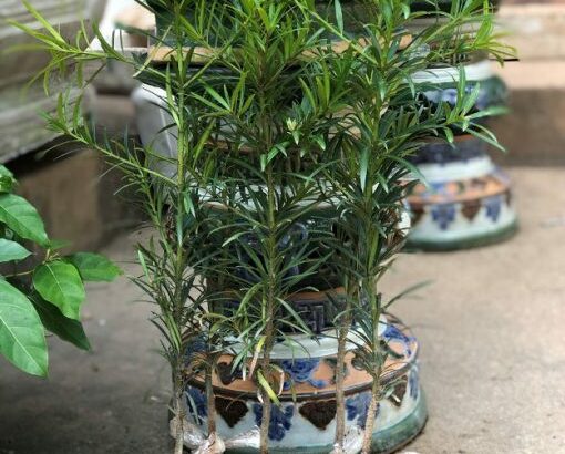 Cây Tùng La Hán giống cao 30cm – 40cm, đã ươm hơn 2 năm, cây to và cực khỏe – mã TG01