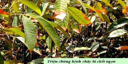 triệu chứng bệnh cháy lá chết ngọn