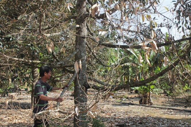 Các bệnh phổ biến trên cây sầu riêng vào mùa mưa