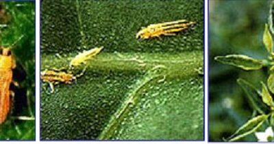 Bọ trĩ và các biện pháp phòng trừ bọ trĩ gây hại cây ớt hiệu quả