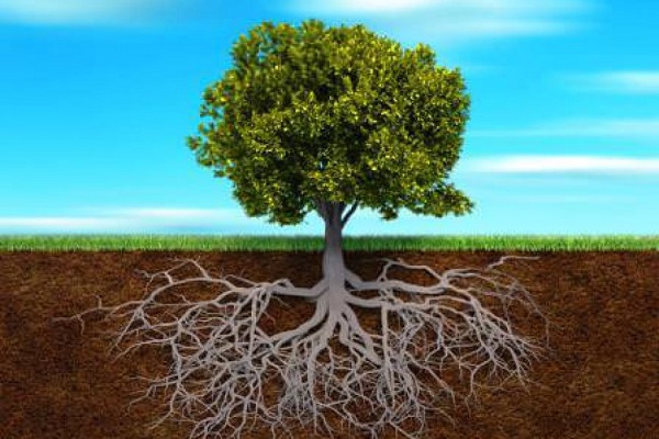 Rễ cây giúp cây bám vào lòng đất, hút nước và các chất khoáng, hô hấp