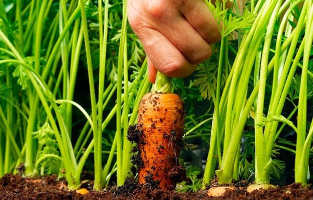 Kỹ thuật trồng Cà Rốt đơn giản tại nhà kể cả không có không gian trống