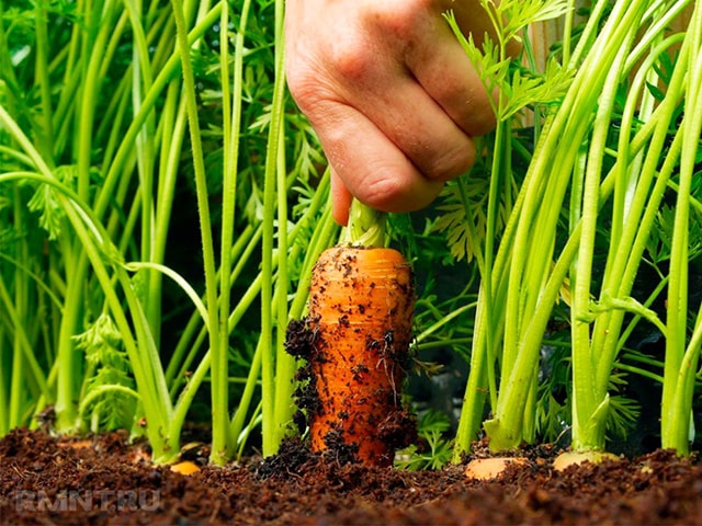 Cách trồng cà rốt tại nhà
