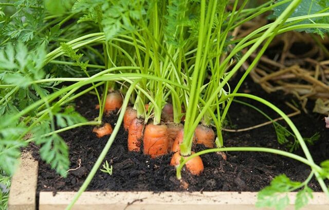 Kỹ thuật trồng Cà Rốt trong Thùng xốp cực đơn giản tại nhà