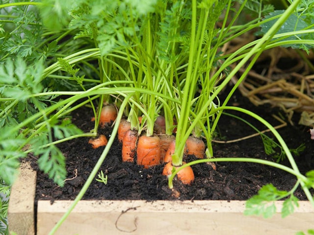 Cách trồng cà rốt trong thùng xốp