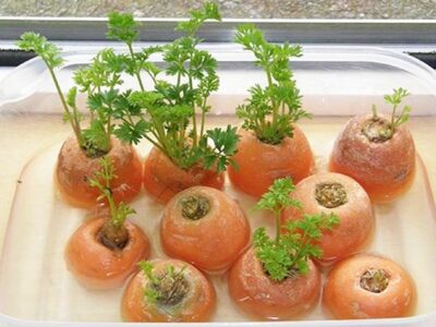 Kỹ thuật trồng Cà rốt bằng Củ CỰC đơn giản tại nhà năng suất cao