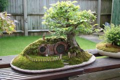 Bật mí cách trồng cây bonsai tại nhà đẹp mắt (phần 1)