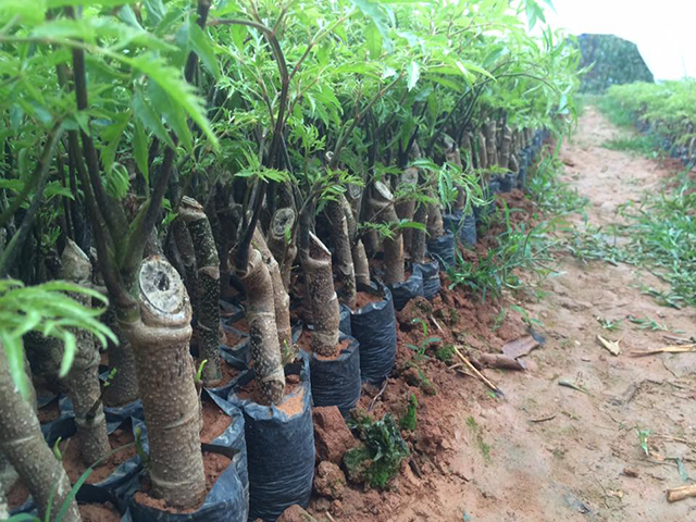 Cách trồng cây đinh lăng trong chậu