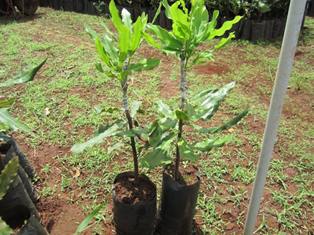 Cách trồng cây macca