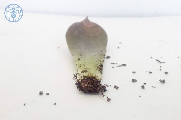Cách trồng cây sen đá bằng lá