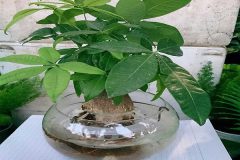 Cách trồng và chăm sóc cây kim ngân thủy sinh