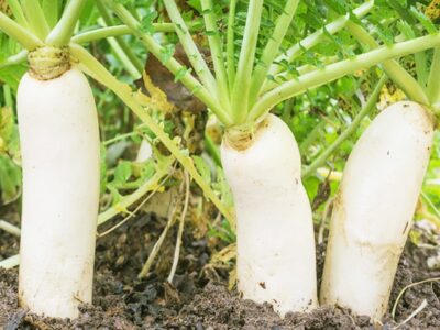 Kỹ thuật trồng Củ Cải Trắng cho củ to trắng không sâu
