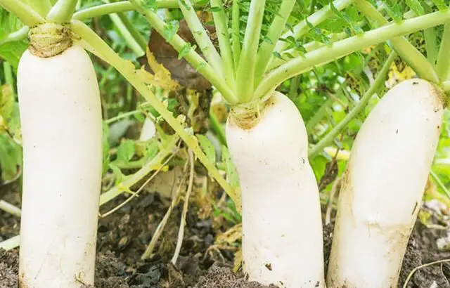 Kỹ thuật trồng Củ Cải Trắng cho củ to trắng không sâu