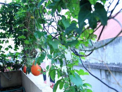 Kỹ thuật trồng Gấc trong chậu tại nhà tận dụng khoảng trống