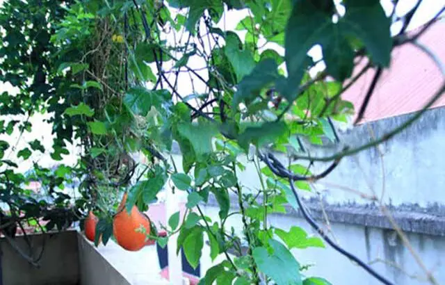 Kỹ thuật trồng Gấc trong chậu tại nhà tận dụng khoảng trống