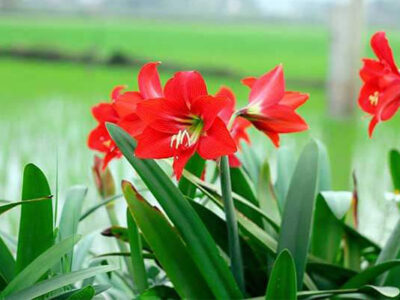 Cách Trồng Hoa Loa Kèn Đỏ cho hoa nở “SIÊU ĐẸP”
