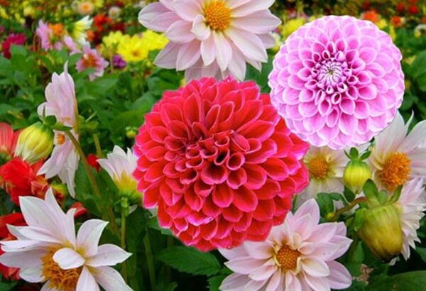 Cách Trồng Hoa Thược Dược cho hoa nở “siêu đẹp”