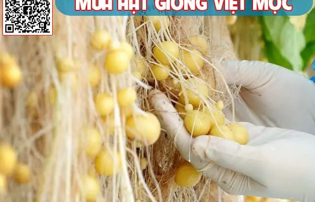 Kỹ thuật trồng Khoai tây không cần đất ngay tại sân nhà