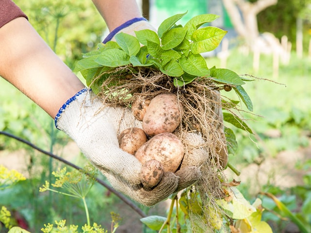 Cách trồng khoai tây
