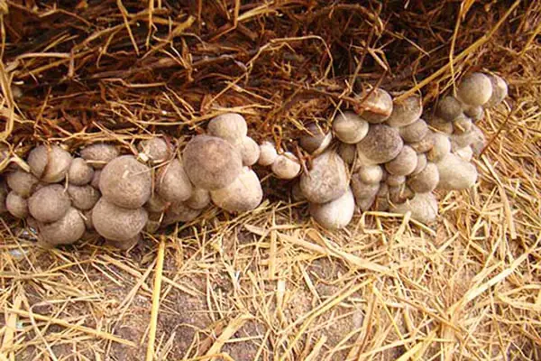 Cách trồng nấm rơm