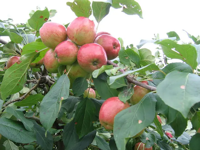 Cách trồng táo bằng hạt
