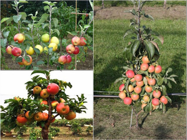 Cách trồng táo tây ở việt nam
