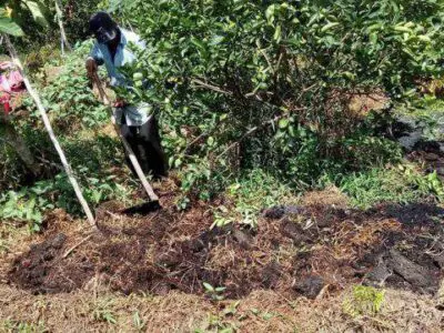 Quy trình rút ngắn thời gian cải tạo đất cho vườn cây ăn trái