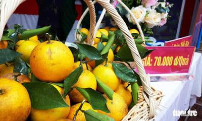 Cam Xã Đoài – một loại cam đặc sản thơm ngọt nổi tiếng của xứ Nghệ