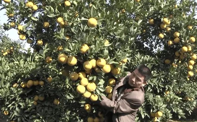 Kĩ thuật chăm sóc cam vụ đông