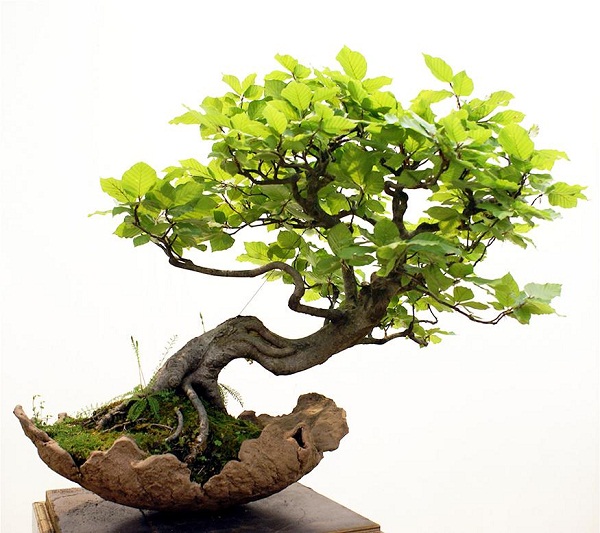 Cây bonsai là gì? Sự khác nhau giữa cây bonsai, cây dáng thế và cây trồng chậu