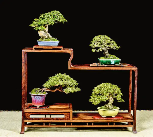 Cây bonsai là gì? Sự khác nhau giữa cây bonsai, cây dáng thế và cây trồng chậu