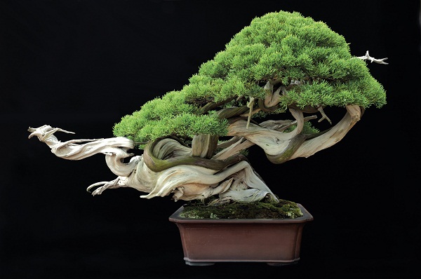 Cây bonsai là gì? Sự khác nhau giữa cây bonsai, cây dáng thế và cây trồng chậu