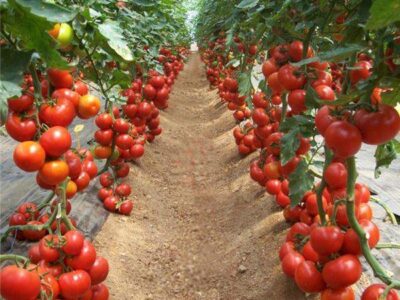 kỹ thuật trồng cây cà chua từ A đến z