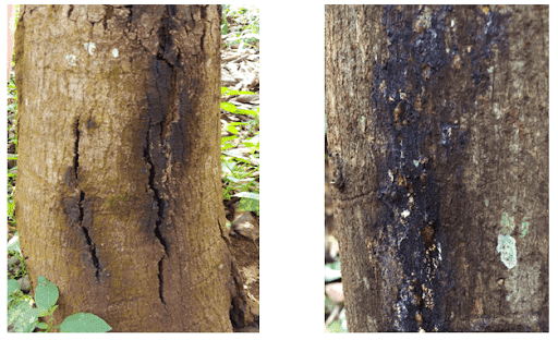 Bệnh nứt thân xì mủ trên cây mít