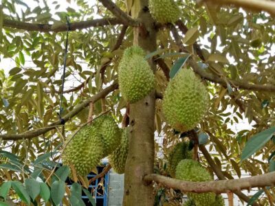 Kỹ thuật trồng và chăm sóc cây sầu riêng