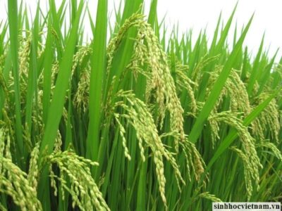 Ứng dụng chế phẩm sinh học cho cây lúa