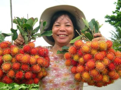 Cách sử dụng Chế phẩm sinh học Vườn Sinh Thái cho cây Chôm Chôm
