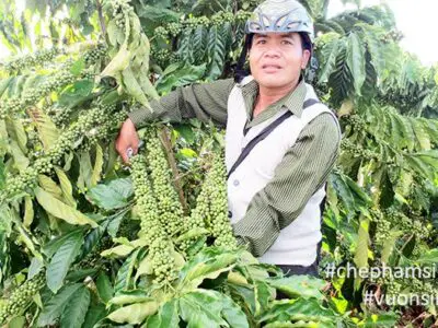 Giải pháp trồng Hồ tiêu và Cà phê hiệu quả bền vững