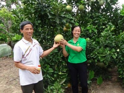Cách chăm sóc cây ăn quả đảm bảo vệ sinh an toàn thực phẩm