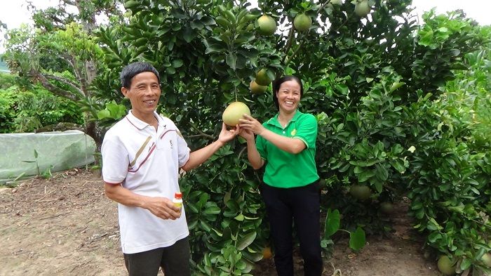 Cách chăm sóc cây ăn quả đảm bảo vệ sinh an toàn thực phẩm