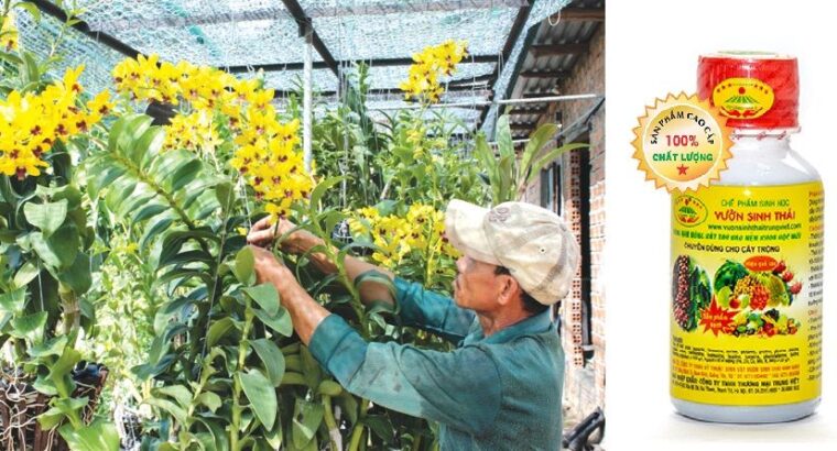 Bí quyết chăm sóc Hoa Lan hiệu quả bằng Chế phẩm sinh học Vườn Sinh Thái