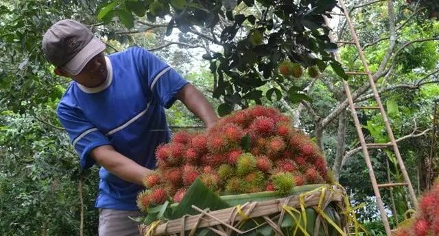 Kỹ thuật trồng và chăm sóc Chôm Chôm