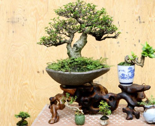 Địa chỉ bán cây bonsai mini uy tín trên địa bàn TP.HCM