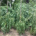Hướng dẫn cách trồng cà chua tạo năng suất hiệu quả